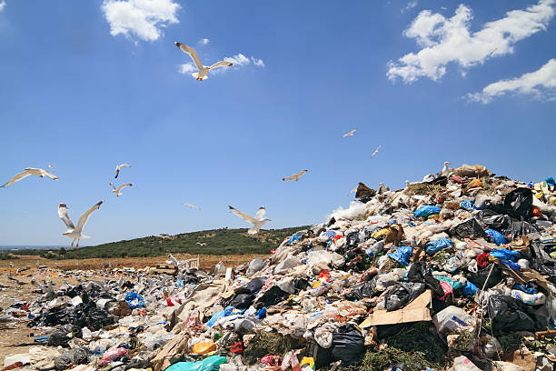 Décharge et aux mouettes - Photo