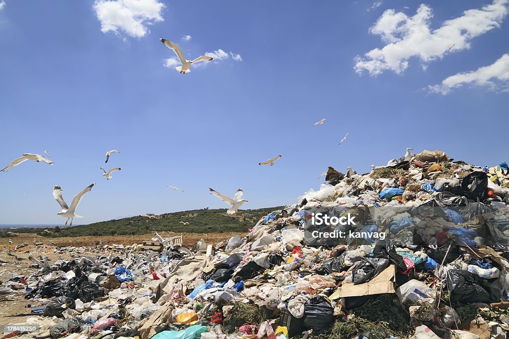 Seagulls flying above a landfill searching for food Flock of seagulls over landfill Garbage Dump Stock Photo