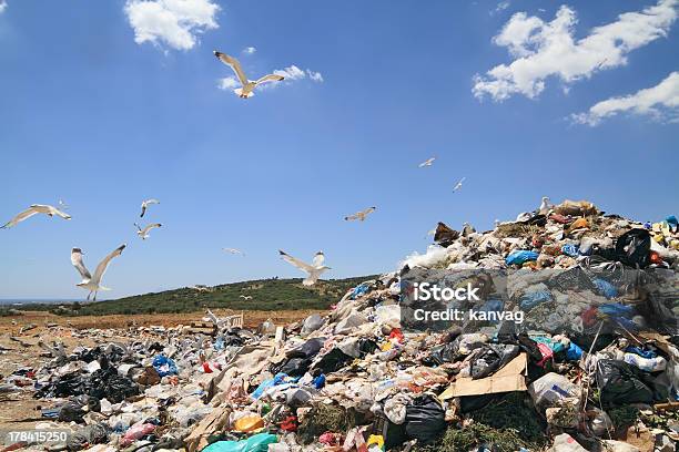 Seagulls Flying Above A Landfill Searching For Food Stock Photo - Download Image Now