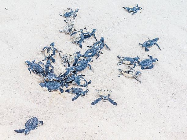 appena usciti dal guscio tartarughe marine germoglio dalla sabbia. - turtle young animal beach sand foto e immagini stock