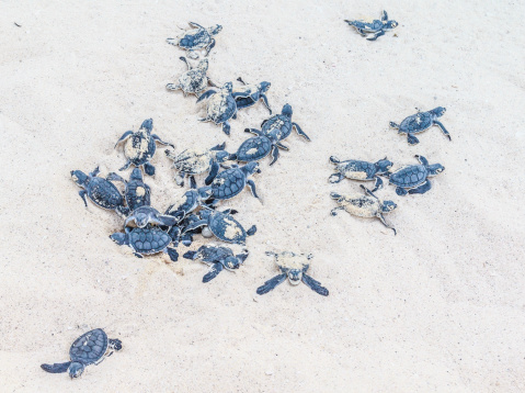 Big group of sea turtles just hatched.First steps on the beach toward the sea.