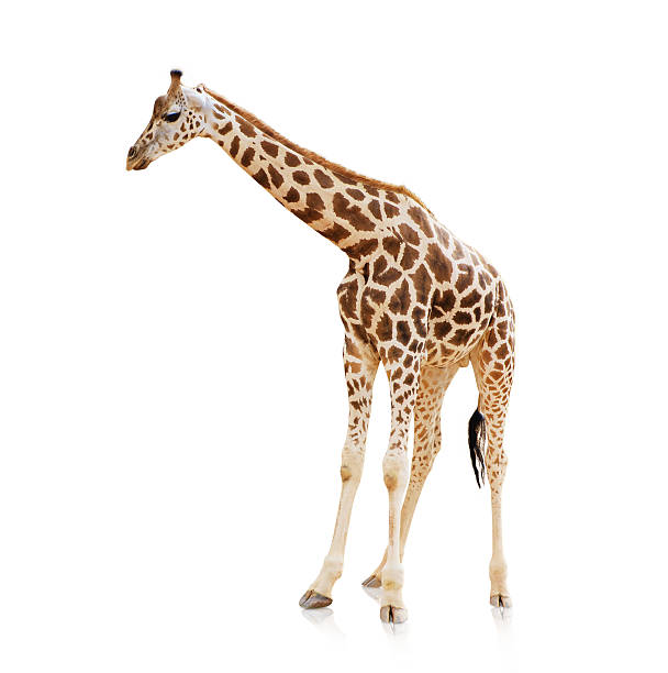istock Potrait Of A Giraffe 178415428