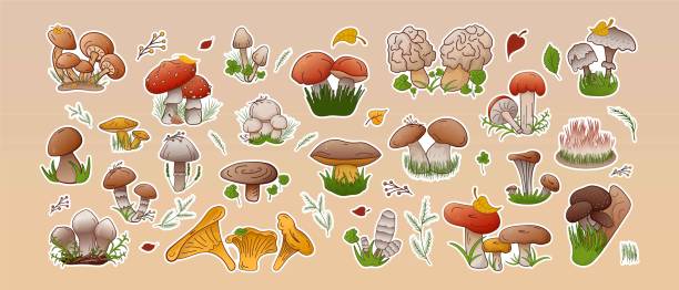 벡터 세트 스티커 숲 버섯. 다양한 유형의 버섯, 식용 및 비식용을 수집합니다. - 끈적버섯과 이미지 stock illustrations