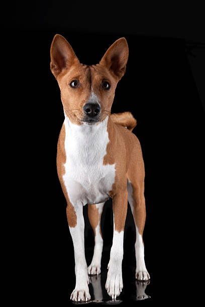 istock Basenji-dog on the black background 178415604
