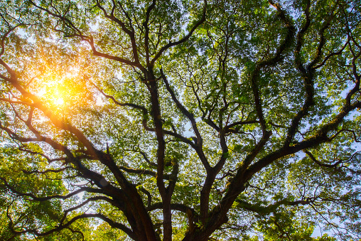 The branches of a large tree with sunlight