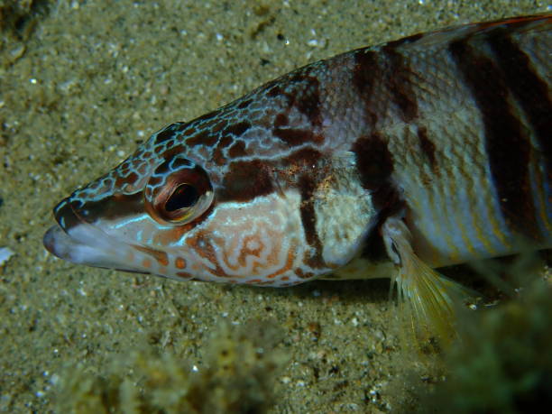 istock Painted comber (Serranus scriba) extreme close-up undersea, Aegean Sea 1784156405
