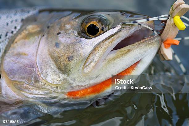 Patta E Salmonata - Fotografie stock e altre immagini di Trota salmonata - Trota salmonata, Close-up, Composizione orizzontale