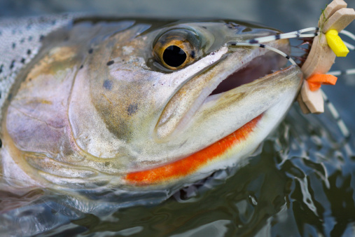 A close-up of a Cutthroat and a foam fly on the South Fork of the Snake River.