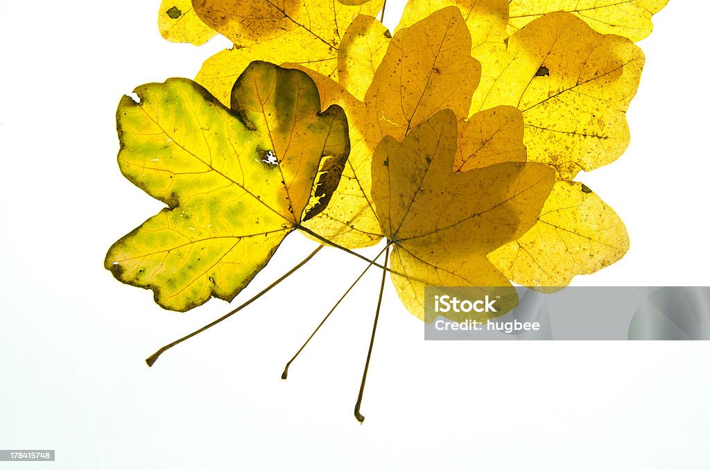 Brillante Foglie di acero in autunno/Autunno - Foto stock royalty-free di Acero