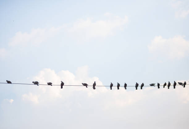 istock Flocks of birds that live on high voltage lines 1784158004