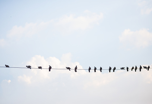 Flocks of birds that live on high voltage lines