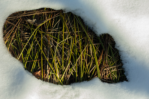 Thawed in the field. Grass under the snow. Spring Nature. Green grass under a layer of white snow.
