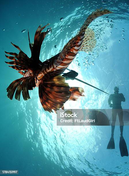 Man Spearfishing Lionfish Stock Photo - Download Image Now - Fishing, Fishing Industry, Hunting - Sport