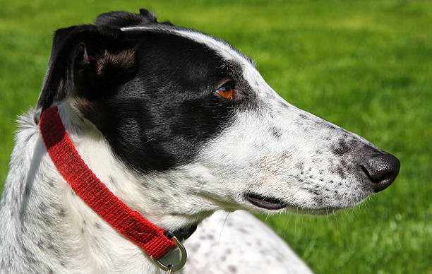 Greyhound Dog stock photo