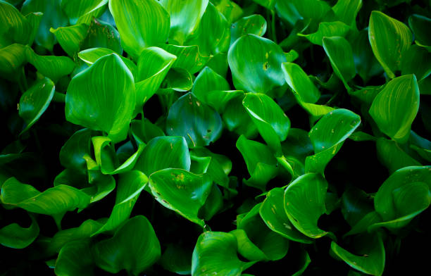 Fresh green water hyacinth leaves