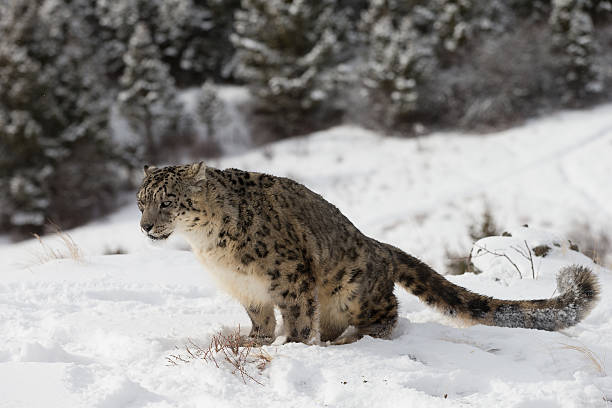 istock Rare Elusive Snow Leopard in winter scene 178416060