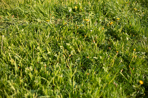 Green grass in summer. Grass in sunlight. Lawn texture. Plants in summer. Lawn in the park.