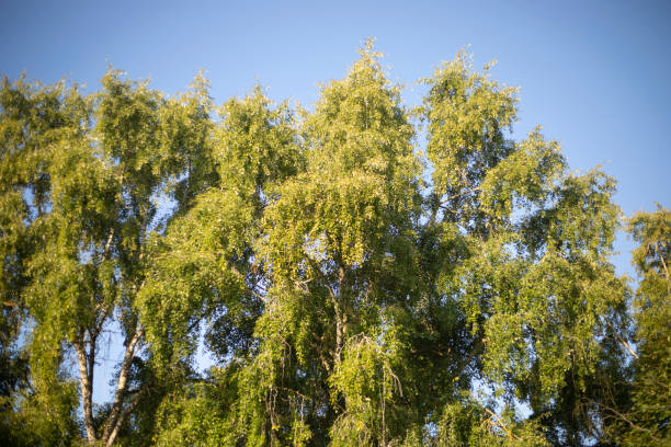 istock Green trees. Soft light on the branches. A grove of poplars. 1784161819