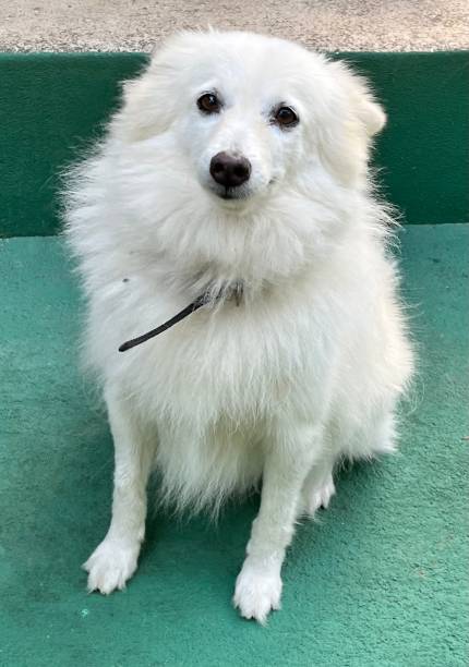 istock My cute white Spitz dog giving an innocent pose for the camera 1784164716