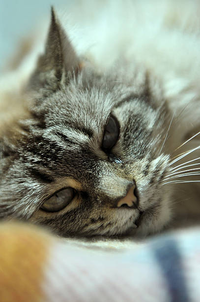 istock Gata Bosque da Noruega / Grove Norway Cat 178417241