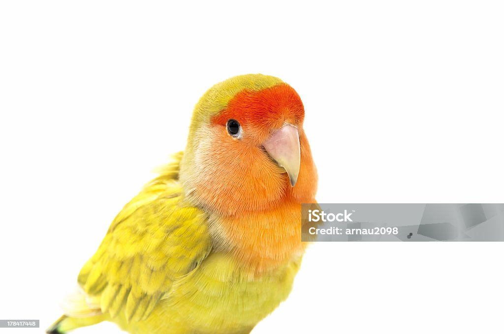 Lovebird colors Lovebird colors on a white background Animal Stock Photo