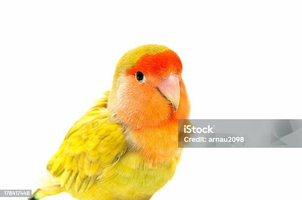 Lovebird Colors Stock Photo - Download Image Now - Animal, Beauty, Bird