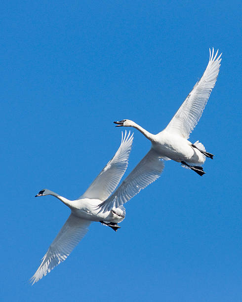 istock Pair of Swans in Flight 178417462