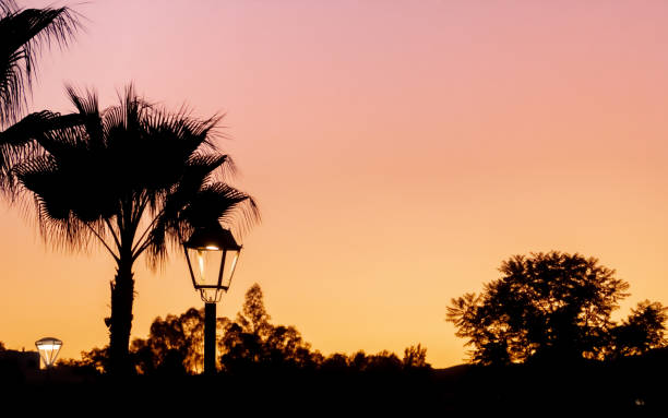 Free Stock Photo of Palm tree silhouette against a colorful sunset ...