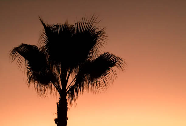 A background of warm colors against which the dark silhouette stands out in Sanlúcar de Guadiana, Andalusia, Spain.