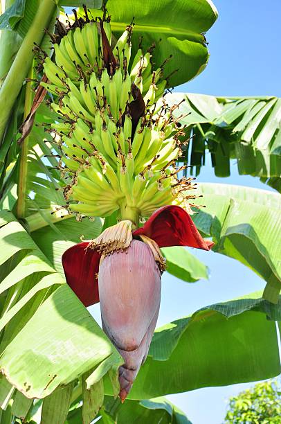 istock Banana tree with a bunch of bananas 178417541