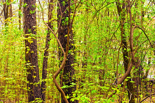 Foresta in primavera - foto stock