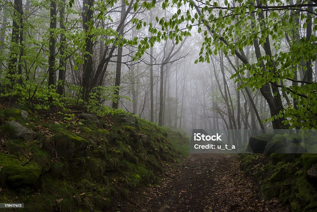 Neblina em uma corrida selvagem spring forest, França - Foto de stock de Arvoredo royalty-free