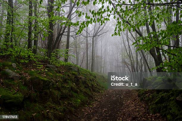 Foto de Neblina Em Uma Corrida Selvagem Spring Forest França e mais fotos de stock de Arvoredo