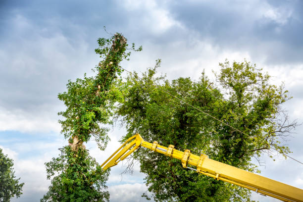 istock Unidentified arborist men in the air on yellow elevator, basket with controls, cutting off dead cherry tree 1784176805