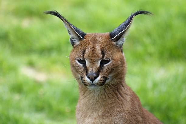 istock Caracal Lynx Portrait 178417686