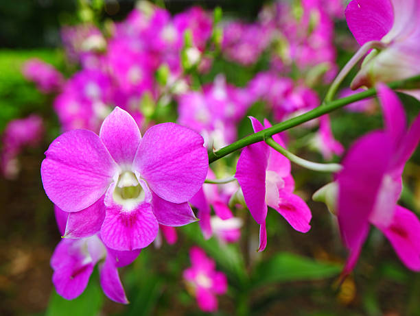 istock Beautiful colorful orchid bloom 178417712