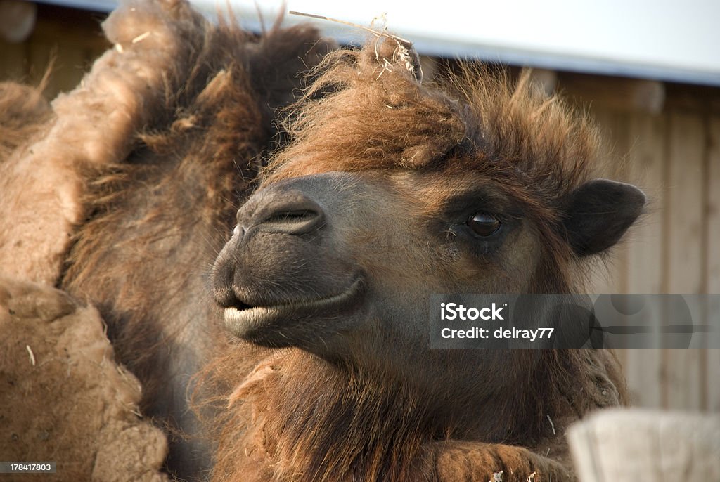 Camelo cabeça - Foto de stock de Animal royalty-free