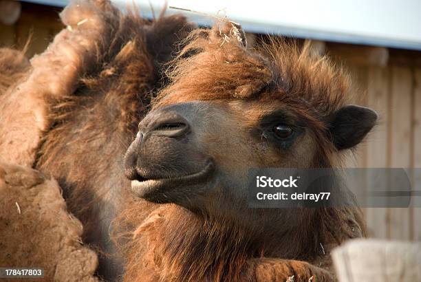 Foto de Camelo Cabeça e mais fotos de stock de Animal - Animal, Animal de Trabalho, Cabeça de animal