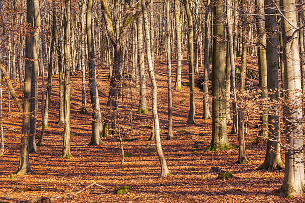istock blue sky with structure of forest in wintertime 178417898