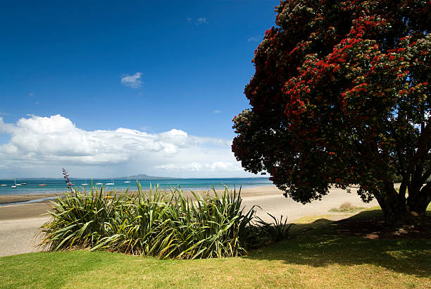 istock Auckland, North Shore Beach with Pohutukawa tree. 178417941