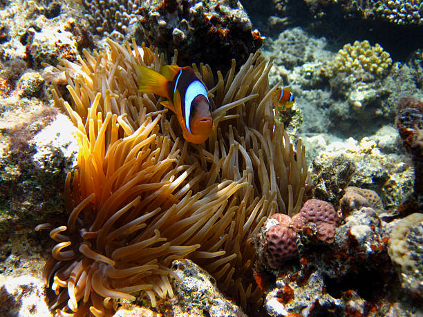 istock anemone fish among coral 178418034