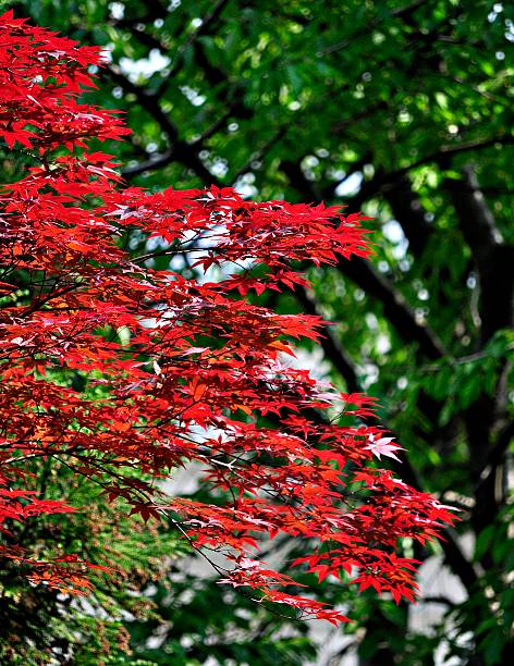 istock Coloured leaves of a Japanese Maple 178418057