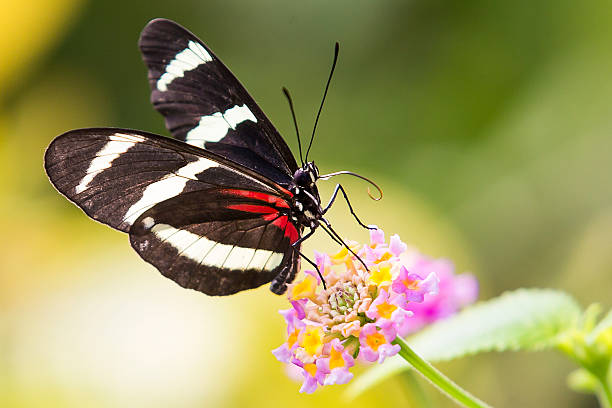 Cтоковое фото Heliconius Дорис бабочка на растение