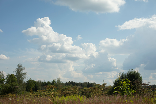 Summer natural landscape. Large field. Clouds over forest. Details of summer atmosphere.