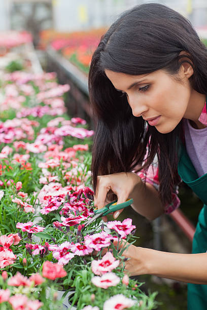 istock Garden center worker cutting flowers 178418978