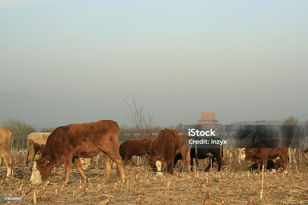 cattle cattle in front of qing dongling Agricultural Field Stock Photo