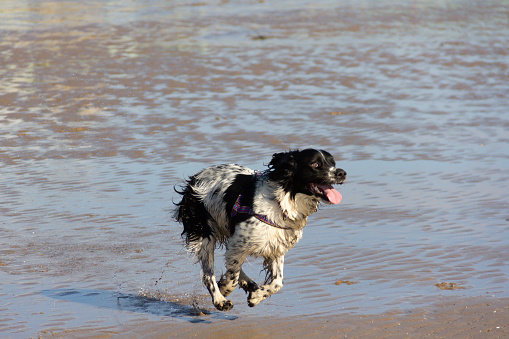 Beautiful black and white spaniel dog runs happily across a wet beach in rural Wales,  enjoying the freedom and space and having a great fun time.