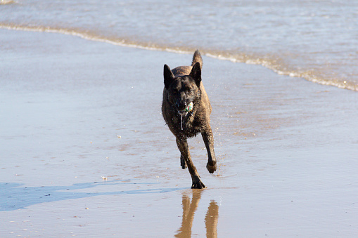 Brindle coloured mongrel dog runs happily across a wet beach in rural Wales, carrying a ball and having a great fun time