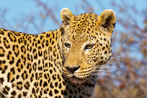 Close-up of a Leopard face