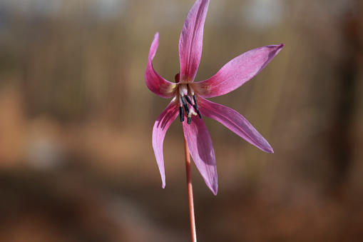 Close up of a nice lily family flower - Dogtooth violet.